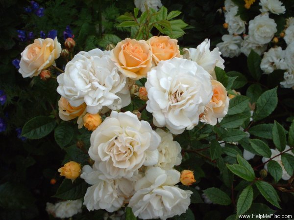 'Ghislaine de Féligonde' rose photo