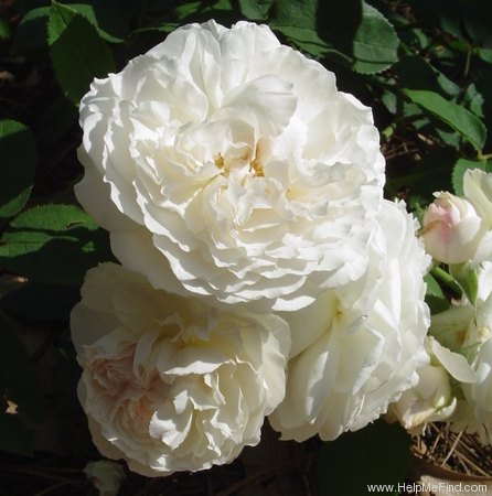 'Winchester Cathedral ®' rose photo