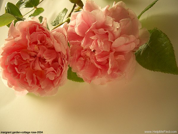 'Cottage Rose ® (shrub, Austin, 1991)' rose photo