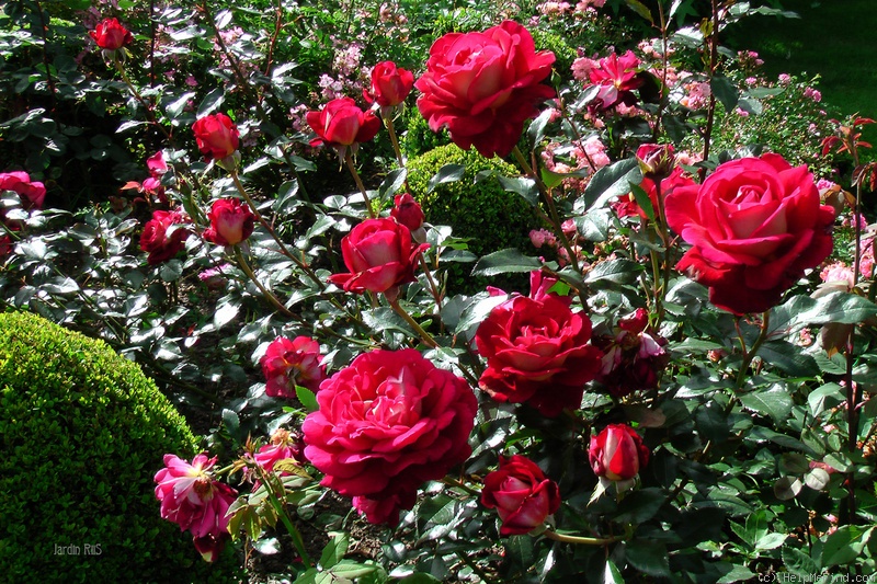 'Macha Méril ®' rose photo