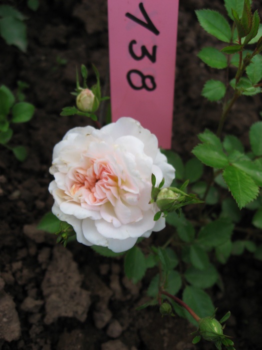 'MARQUART, Roland'  photo