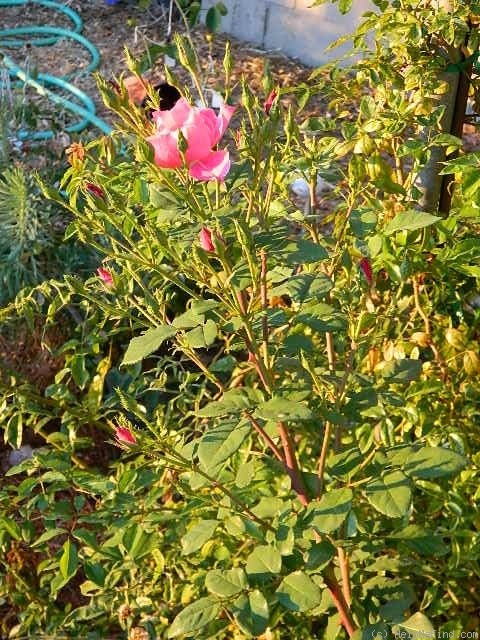 'April Mooncrest' rose photo
