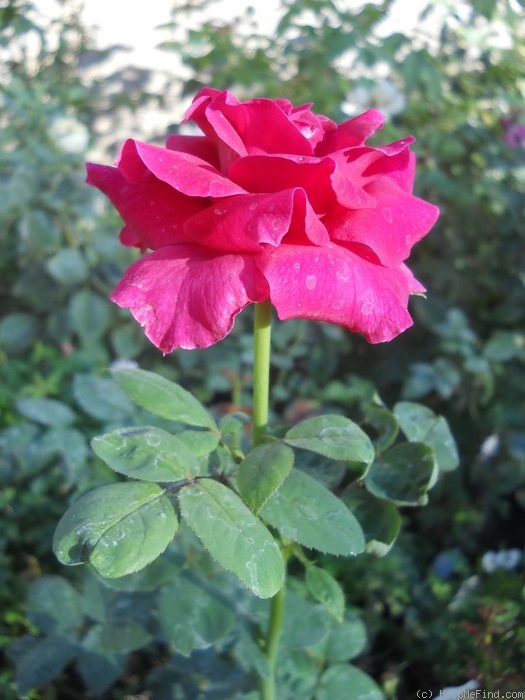 'Old Smoothie' rose photo