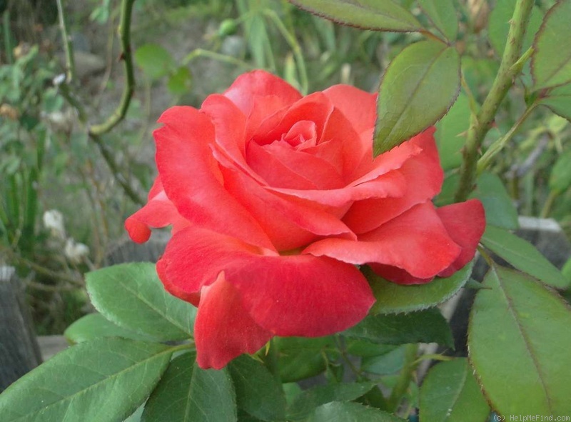'Ave Maria ® (hybrid tea, Kordes, 1981)' rose photo