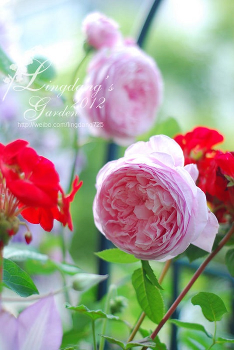 'Spirit Of Freedom' rose photo