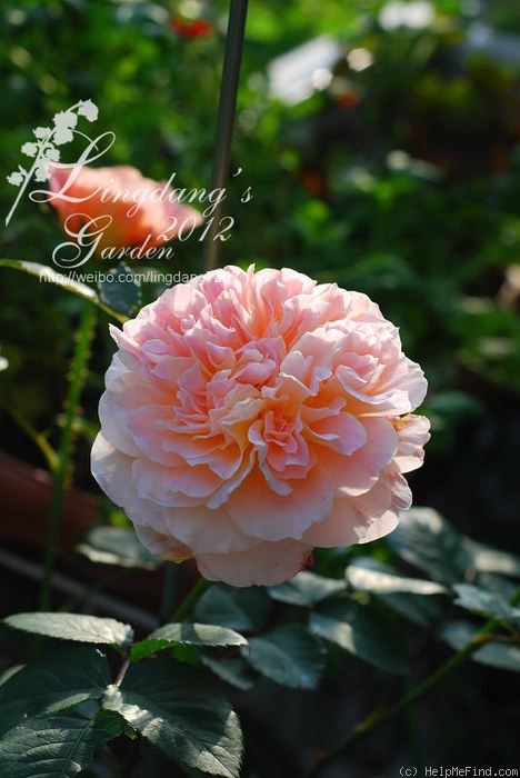 'The Impressionist ™ (shrub, Clements 2000)' rose photo