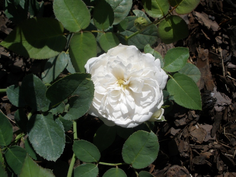 'Fair Bianca ®' rose photo