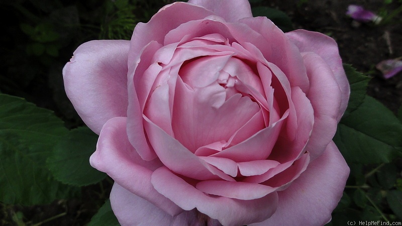 'Baroness Rothschild' rose photo