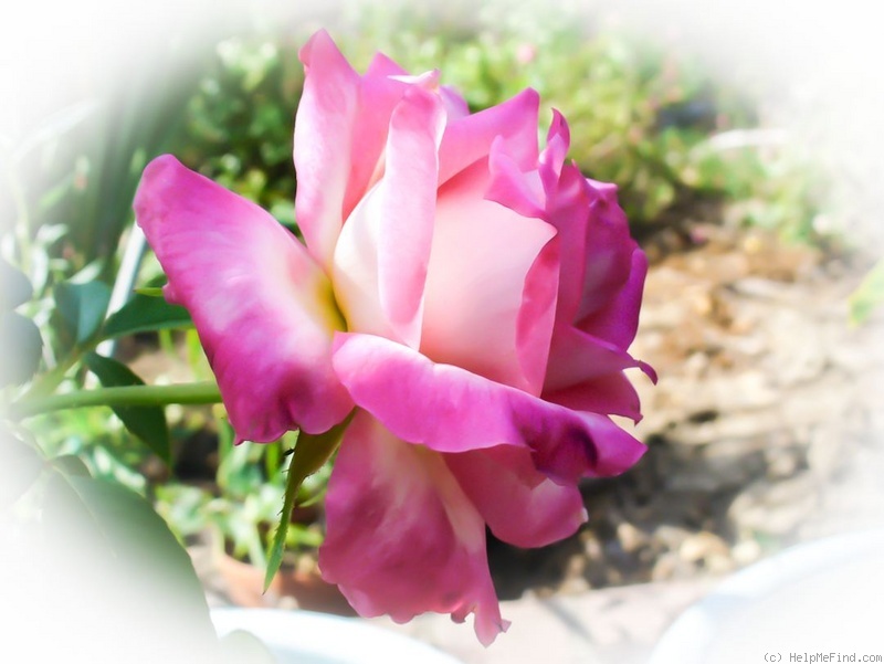 'Kordes' Perfecta' rose photo