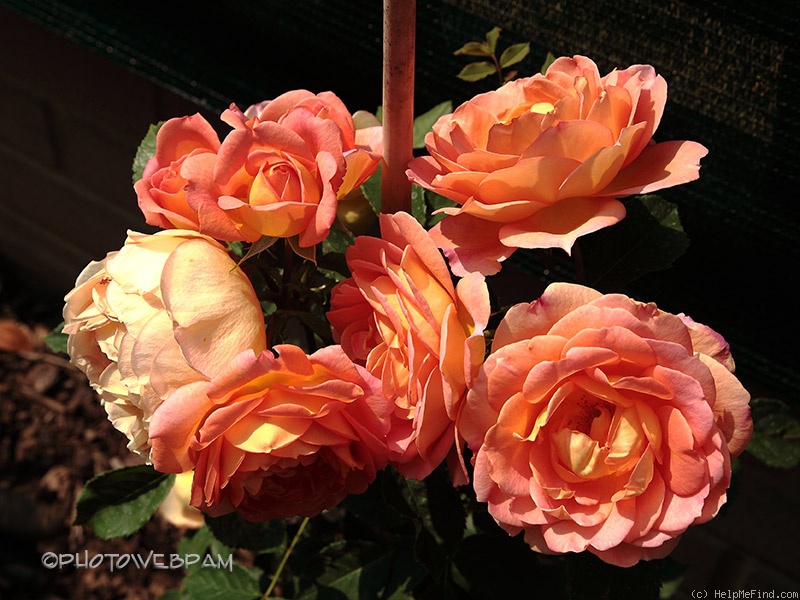 'Lady of Shalott ®' rose photo
