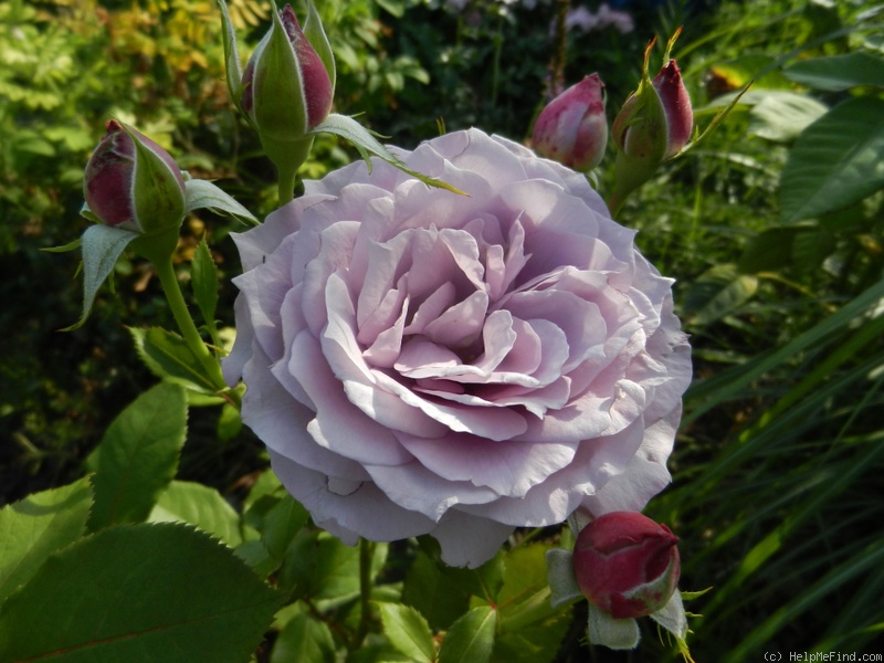 'Novalis ®' rose photo