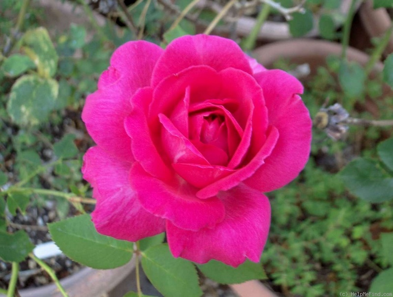 'Forgotten Dreams' rose photo