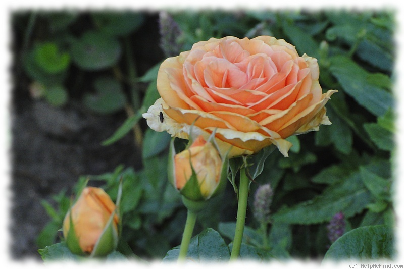 'Ashram ® (hybrid tea, Evers/Tantau, 1998)' rose photo