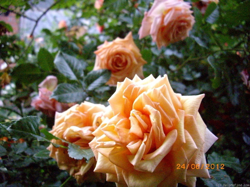 'Barock ® (climber, Evers/Tantau, 1999)' rose photo
