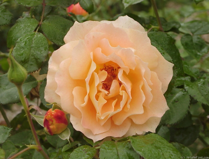 'Manyo' rose photo