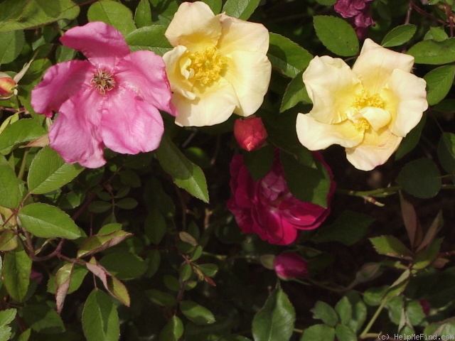 'Mutabilis (china, Unknown, before 1894)' rose photo