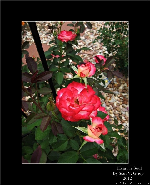 'Heart 'n' Soul' rose photo
