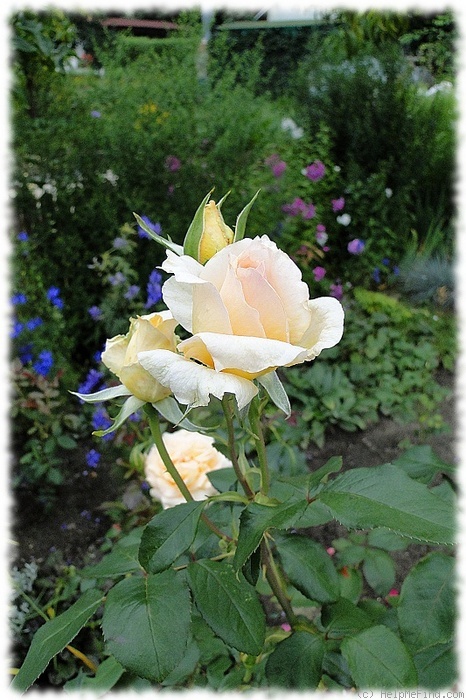 'Casanova (hybrid tea, McGredy, 1957)' rose photo