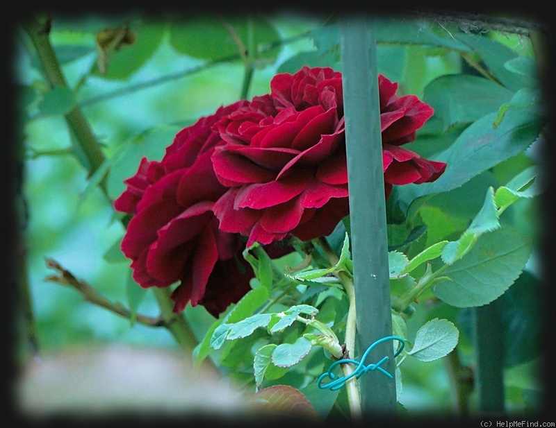 'Souvenir du Docteur Jamain (Hybrid Perpetual, LaCharme, 1865)' rose photo