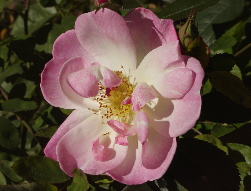 'Erfurt' rose photo