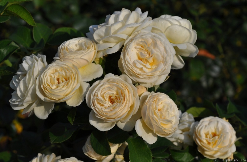 'Artemis ® (shrub, Evers/Tantau, 2004/09)' rose photo