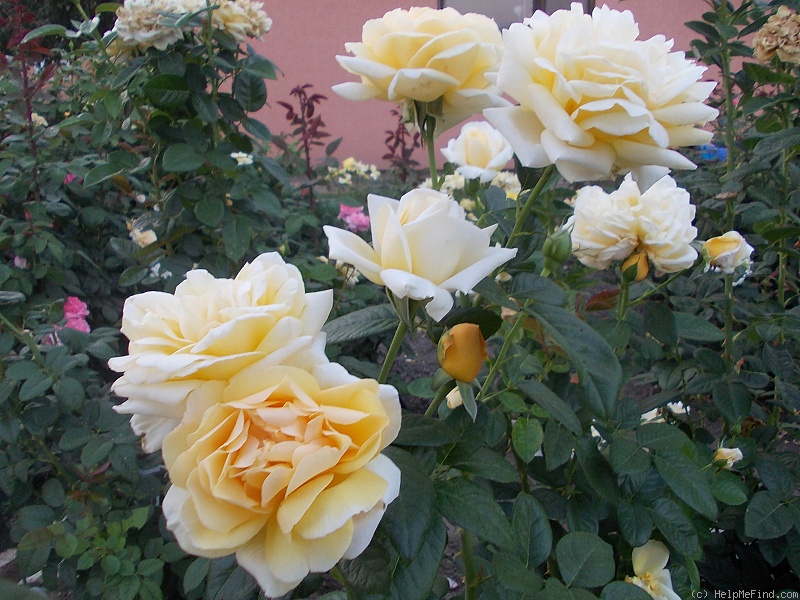 'Michelangelo ® (hybrid tea, Meilland before 1997)' rose photo