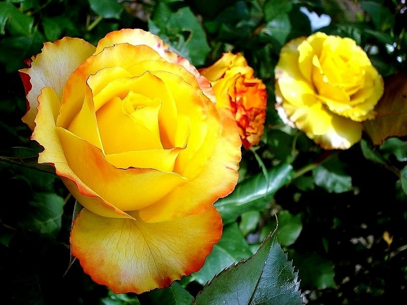 'Tequila Sunrise' rose photo