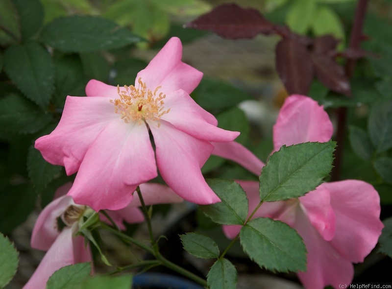 'Xiuhcoatl' rose photo