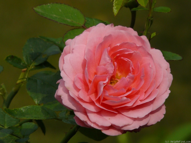 'Bésame mucho' rose photo