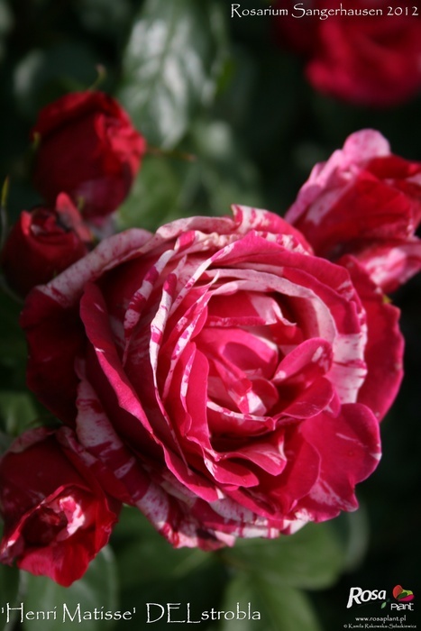 'Henri Matisse ®' rose photo