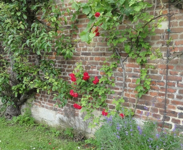 'Paul's Scarlet Climber' rose photo