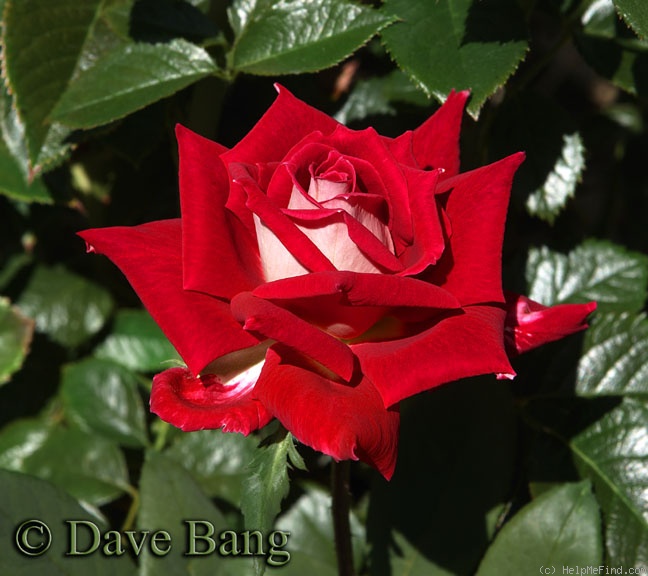 'Love (grandiflora, Warriner, 1977)' rose photo