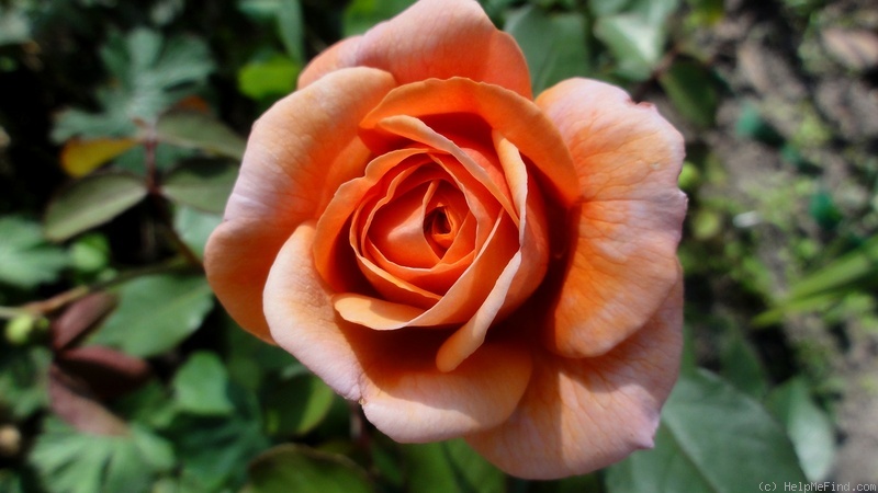 'Louise Clements (shrub, Clements, 1996)' rose photo