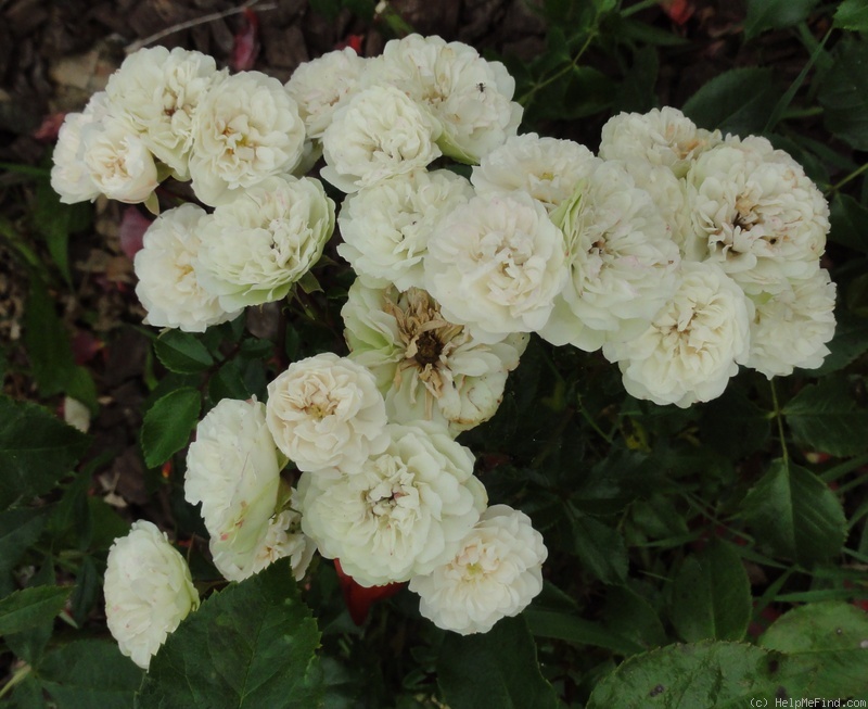 'Green Ice (miniature, Moore 1971)' rose photo