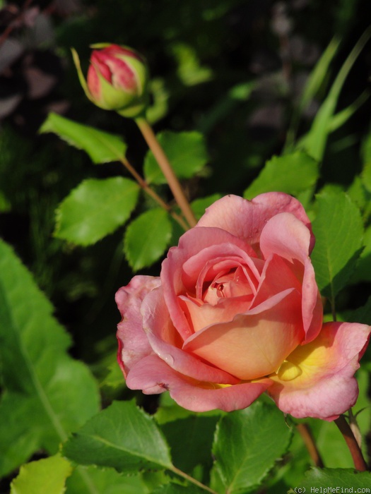 'Jubilee Celebration (shrub, Austin 2002)' rose photo