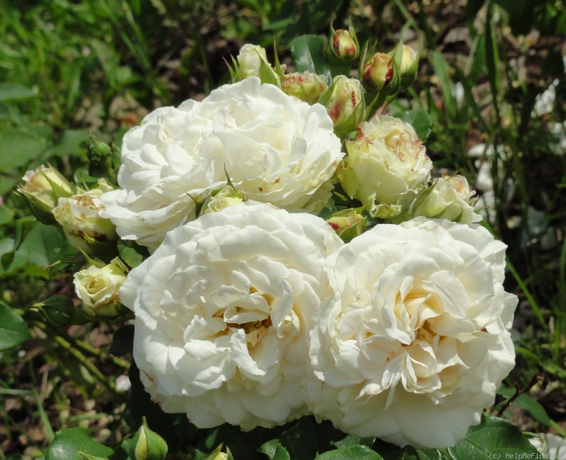 'Kosmos ® Fairy Tale (floribunda, Kordes, 2006)' rose photo