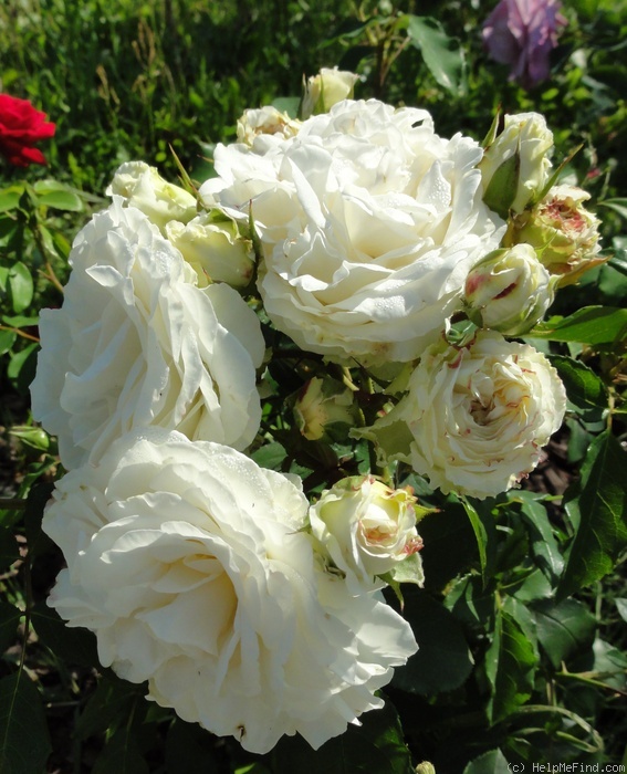 'Kosmos ® Fairy Tale (floribunda, Kordes, 2006)' rose photo