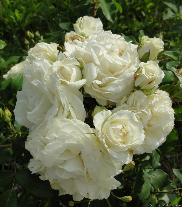 'Kosmos ® Fairy Tale (floribunda, Kordes, 2006)' rose photo
