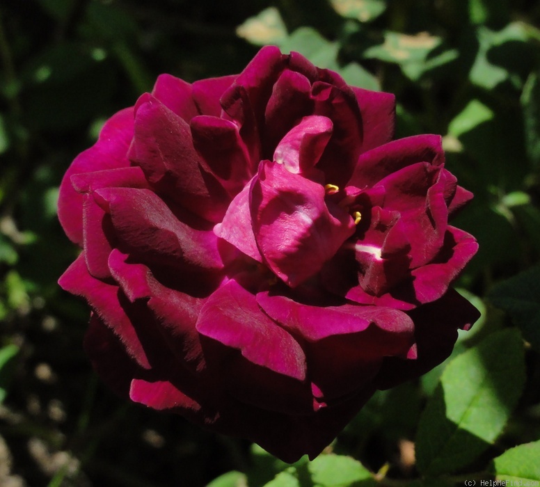 'Nuits de Young (Moss, Laffay, 1845)' rose photo