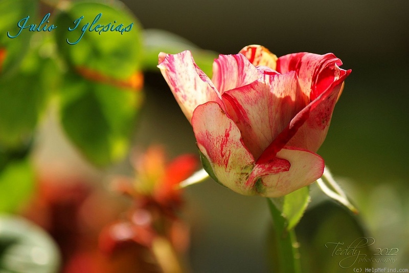 'Julio Iglesias ® (floribunda, Meilland, 2004)' rose photo