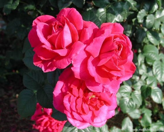 'L. D. Braithwaite' rose photo