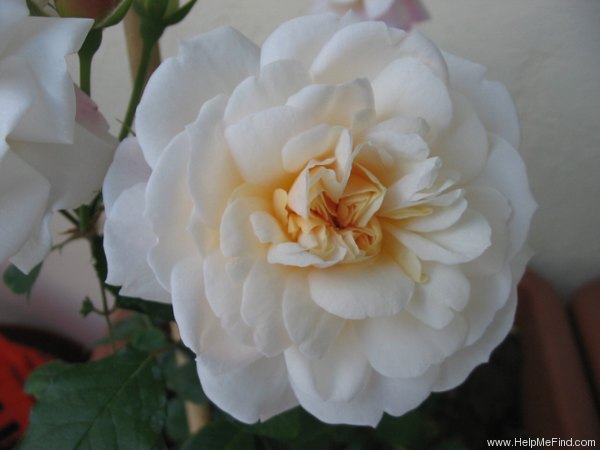 'Gruss an Aachen (Hybrid Tea, Hinner 1909)' rose photo