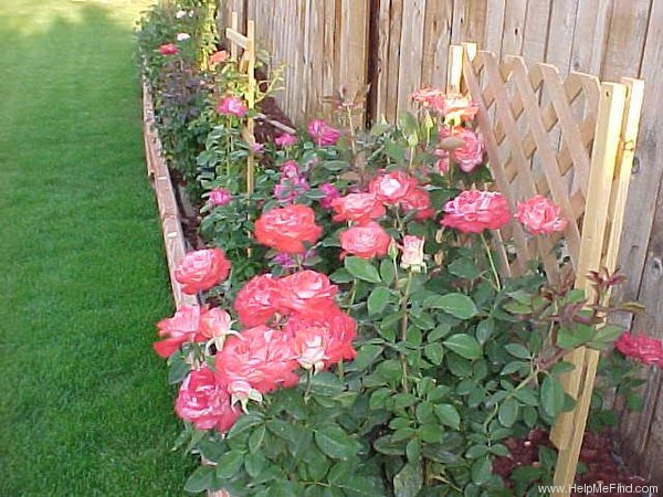 'Brigadoon ™' rose photo