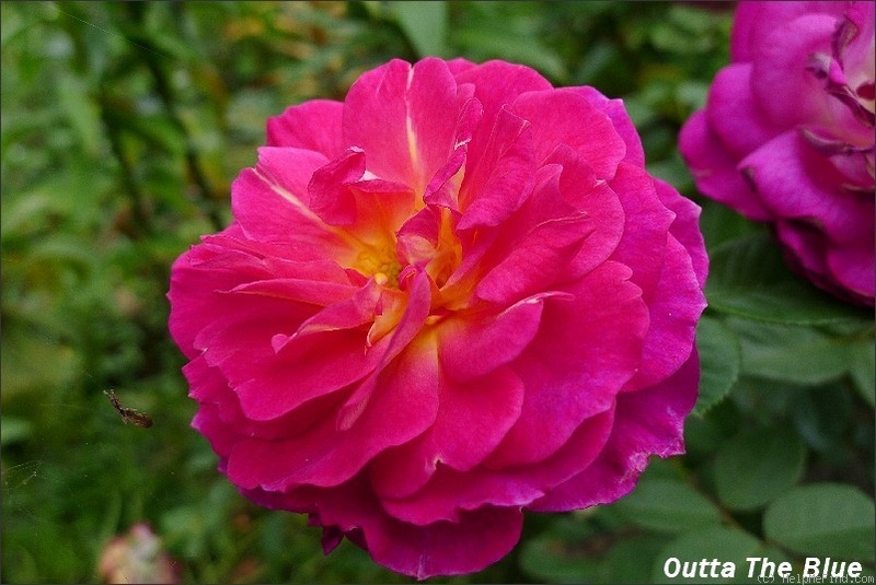 'Outta The Blue ™' rose photo