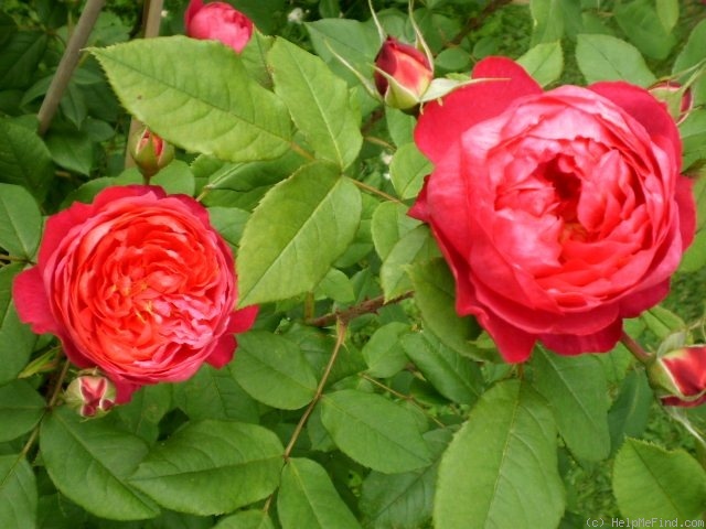 'Benjamin Britten' rose photo