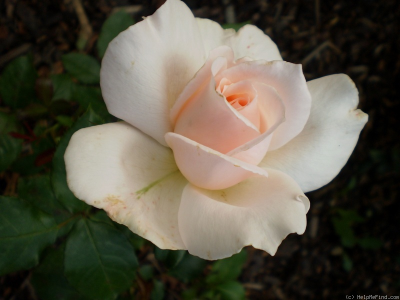 'Chandos Beauty' rose photo
