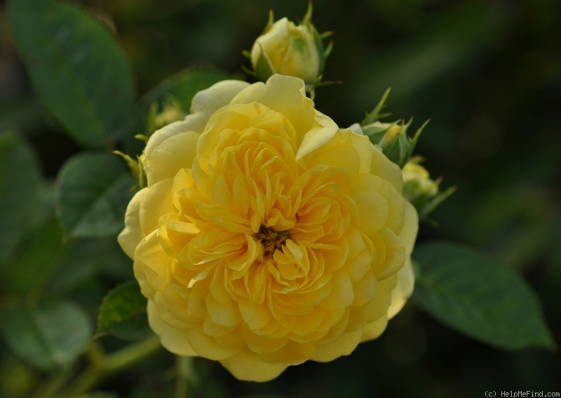 'Anny Duperey ®' rose photo