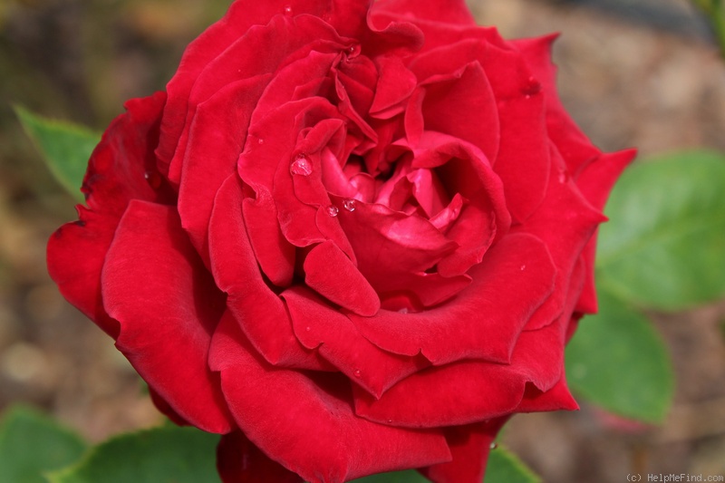 'Ingrid Bergman ®' rose photo