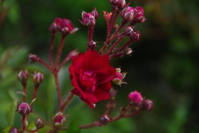'Frantisek Valásek' rose photo