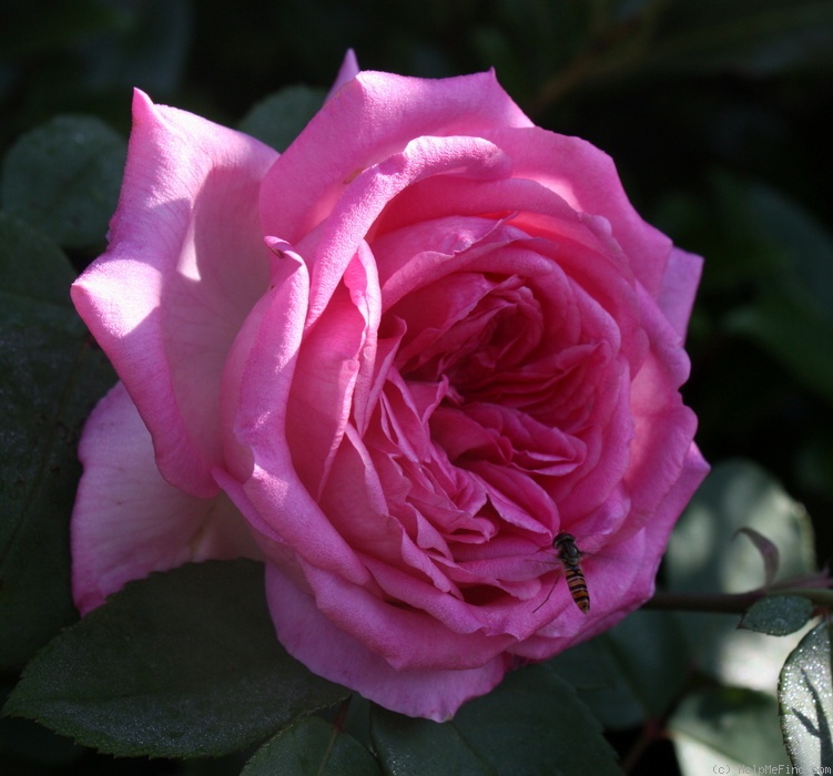 'Madame Camille' rose photo